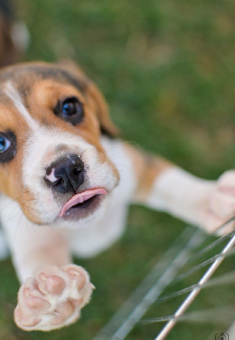 Pui beagle tricolor