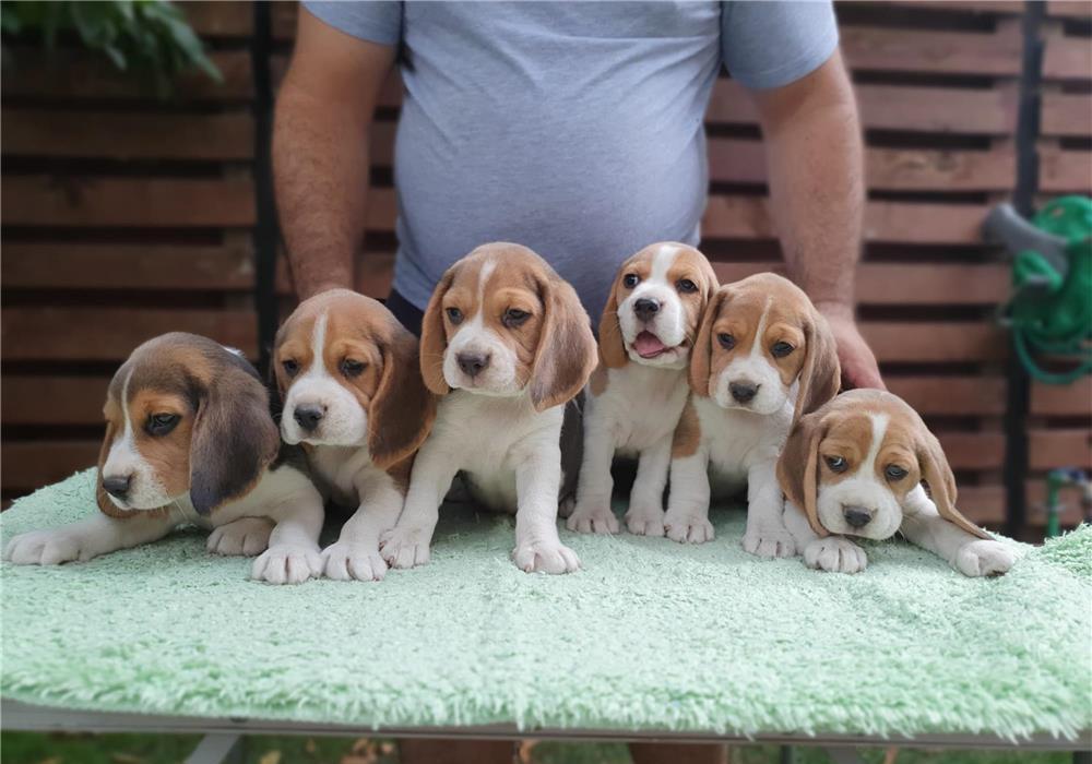 Pui beagle tricolor din părinți cu pedigree