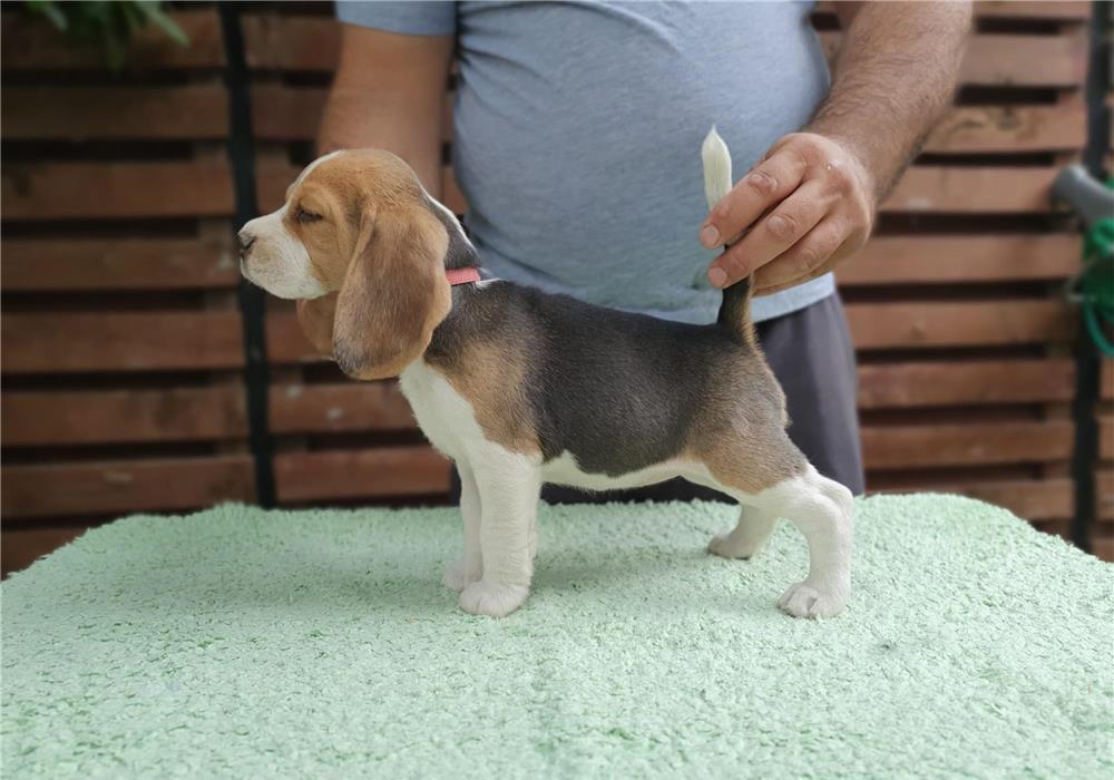 Pui beagle tricolor din părinți cu pedigree