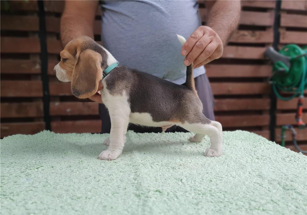 Pui beagle tricolor din părinți cu pedigree