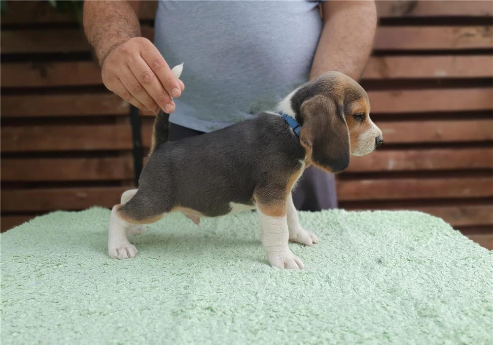 Pui beagle tricolor din părinți cu pedigree