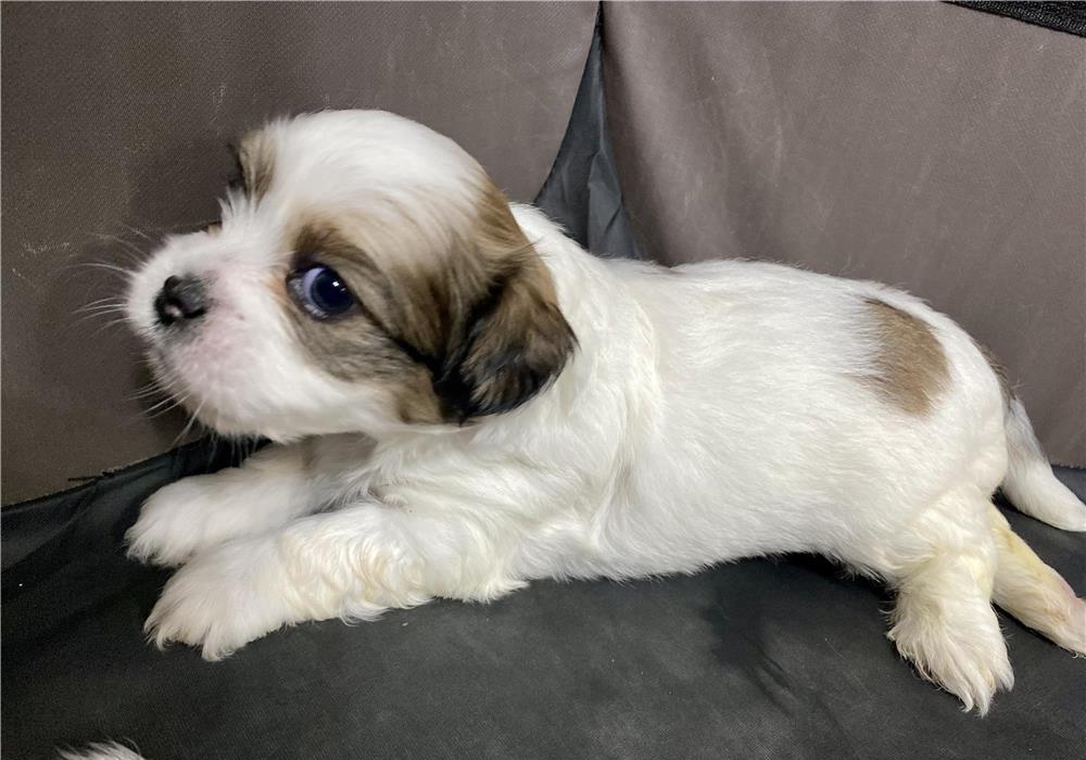 Pui bichon