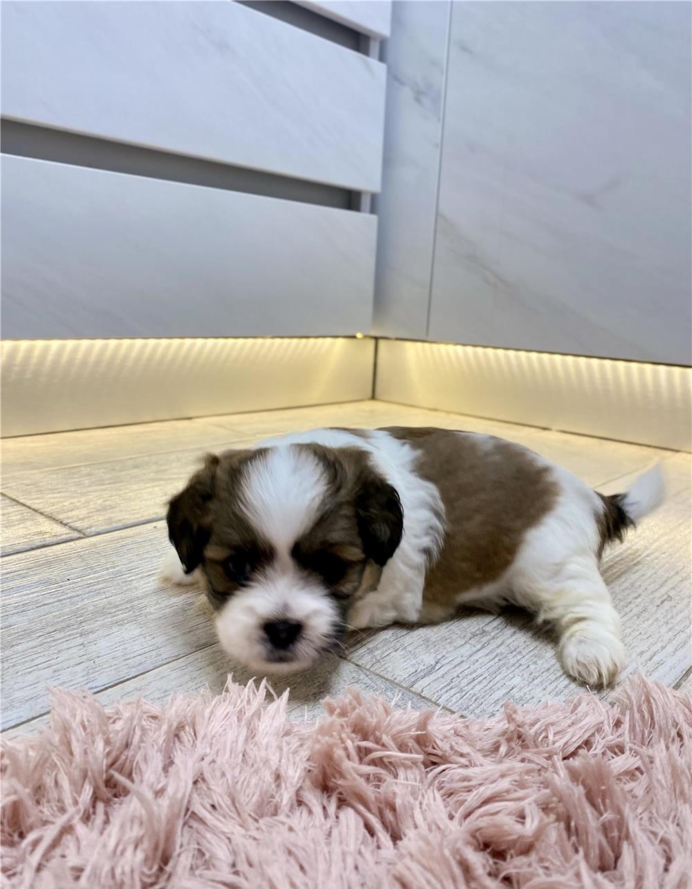 Pui bichon