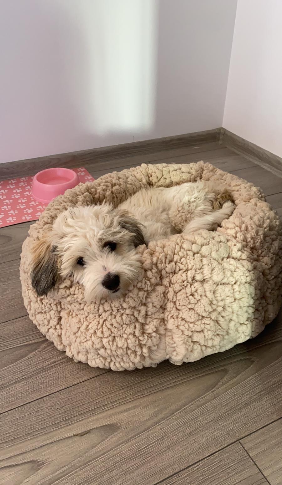 Pui bichon