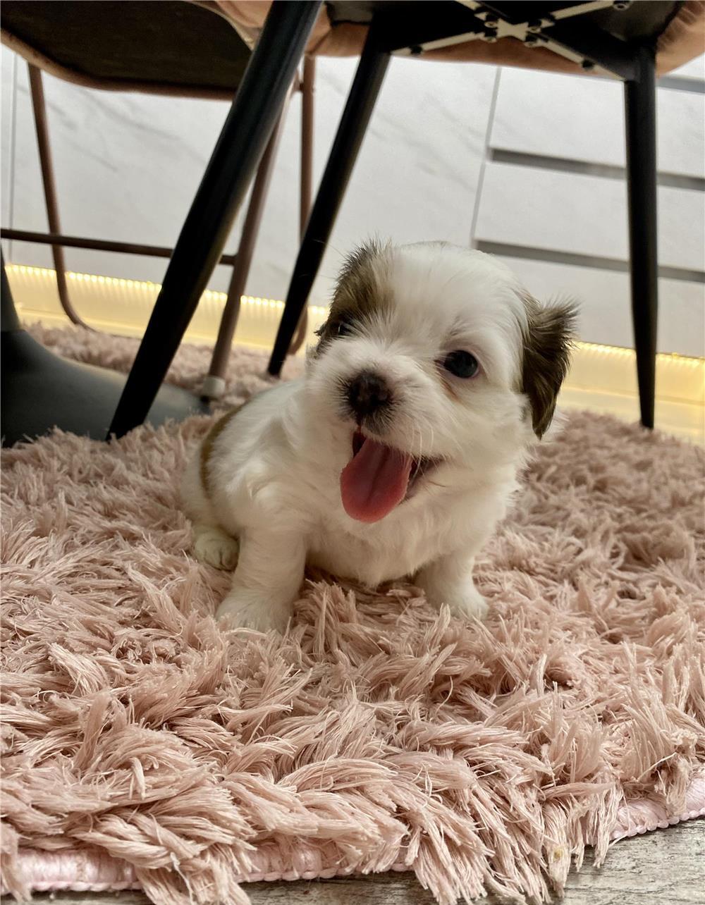 Pui bichon