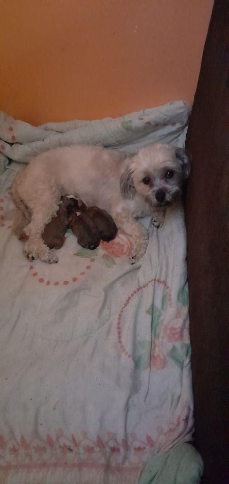 pui bichon frise .