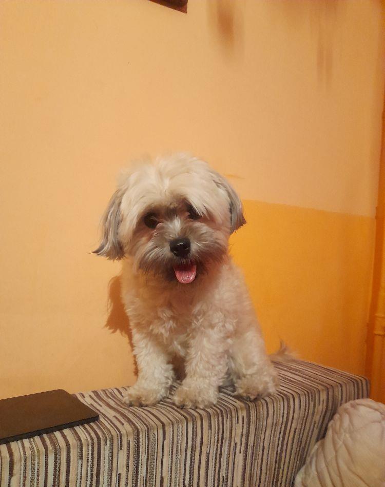 pui bichon frise .