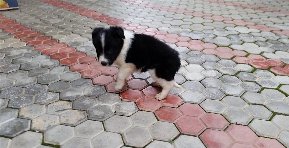 Pui Border Collie - BucuriaCasei