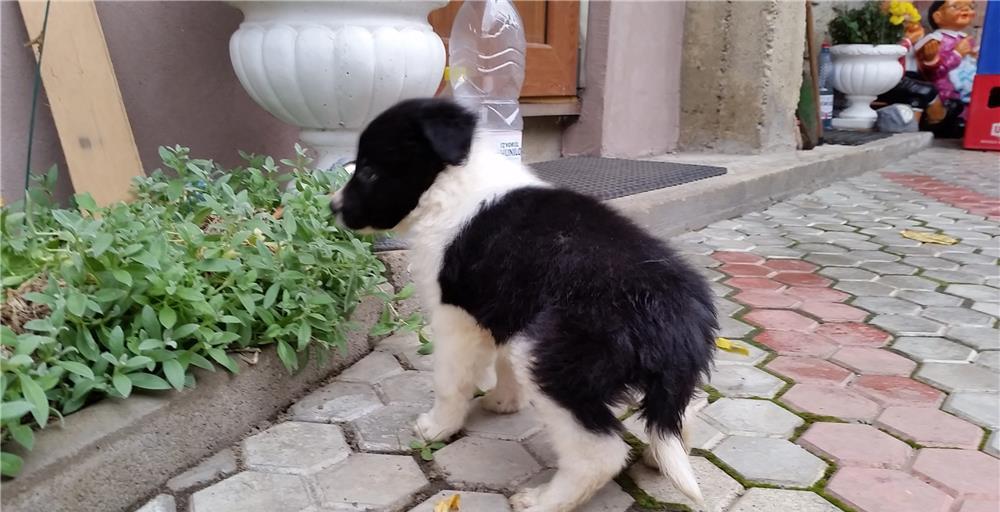 Pui Border Collie - BucuriaCasei