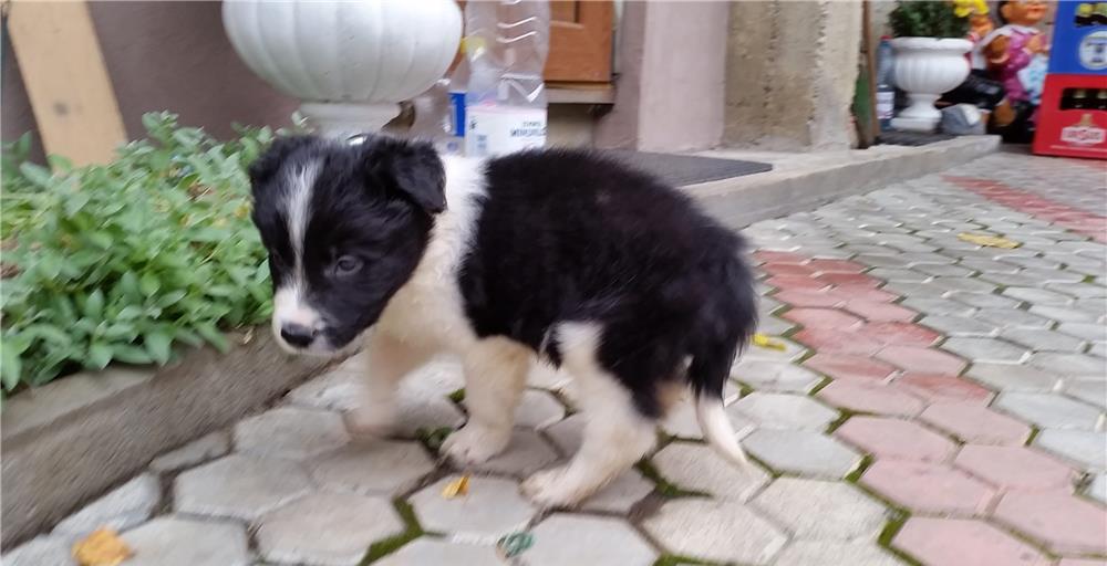 Pui Border Collie - BucuriaCasei