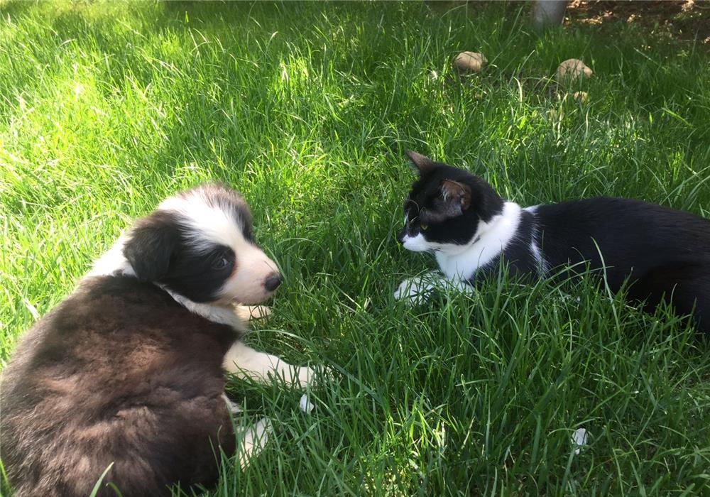 Pui Border Collie - BucuriaCasei