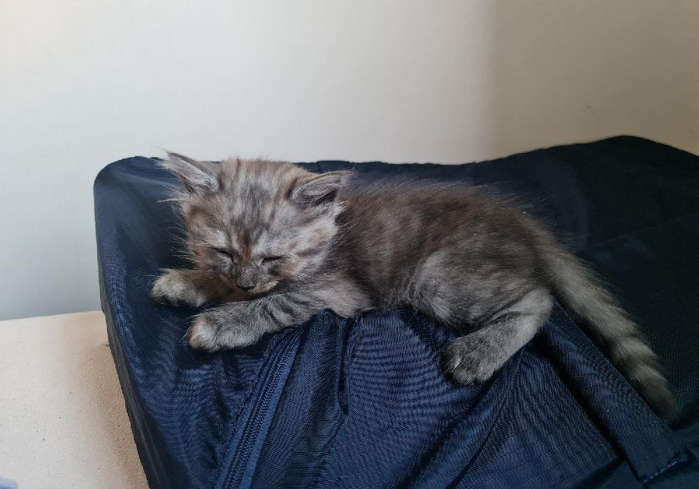 Pui #british #kitten #pisicuta - 2 luni