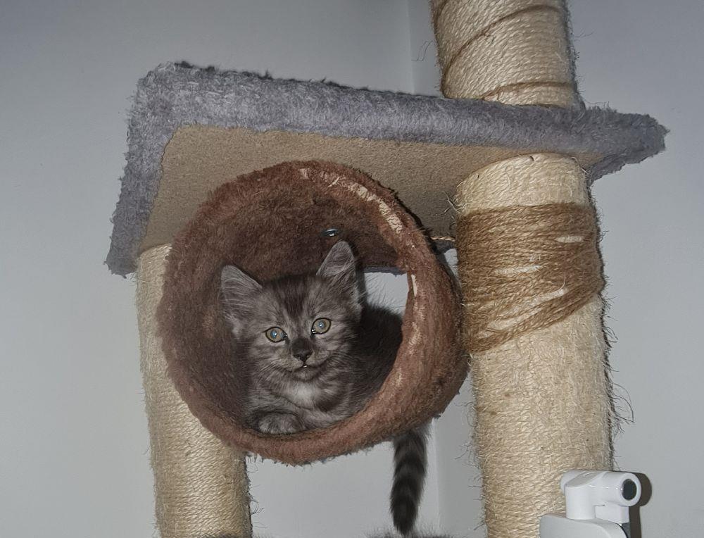 Pui #british #kitten #pisicuta - 2 luni