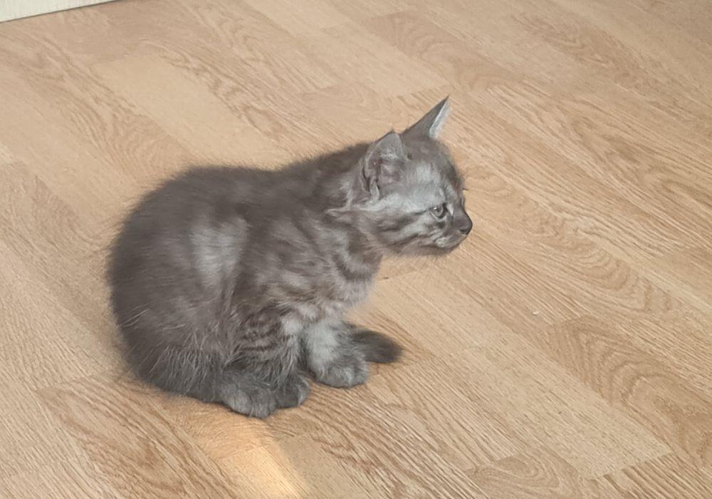 Pui #british #kitten #pisicuta - 2 luni