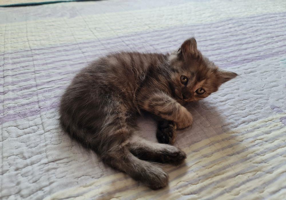 Pui #british #kitten #pisicuta - 2 luni