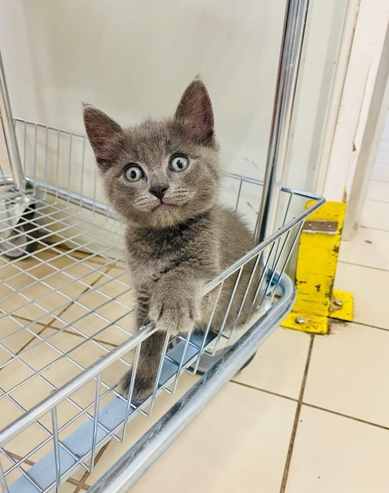 Pui British Shorthair baietel