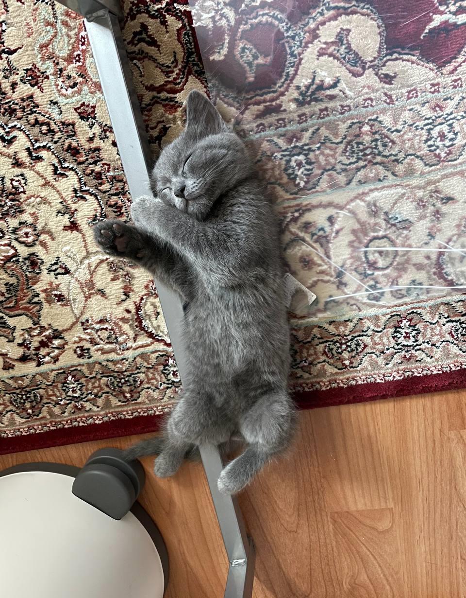 Pui British Shorthair baietel