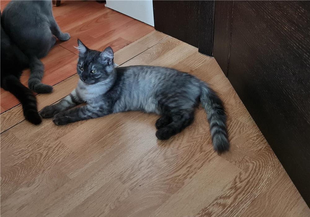 #pui Buffy Pui #british #kitten #pisicuta