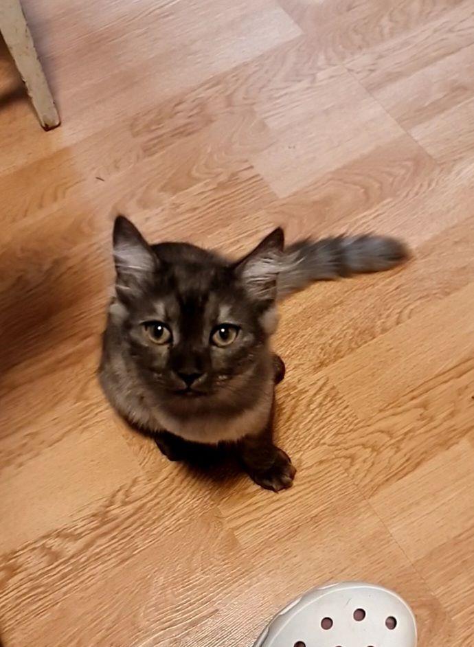 #pui Buffy Pui #british #kitten #pisicuta