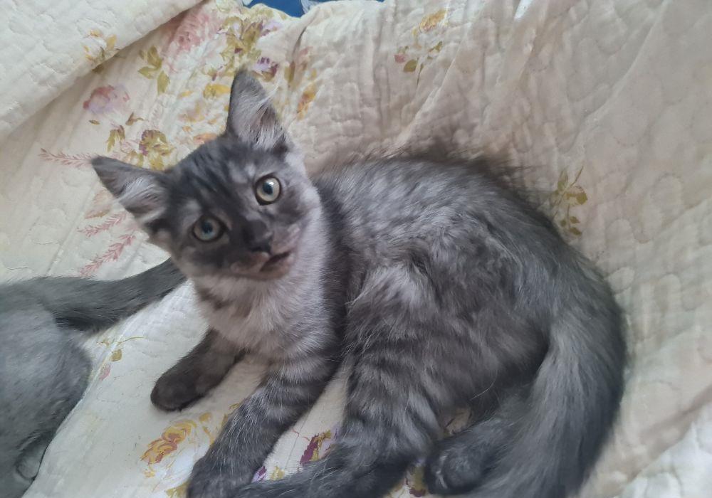 #pui Buffy Pui #british #kitten #pisicuta