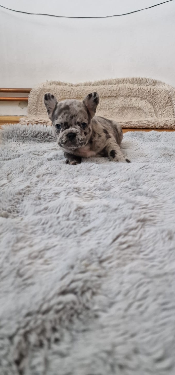 Pui Bulldog Francez