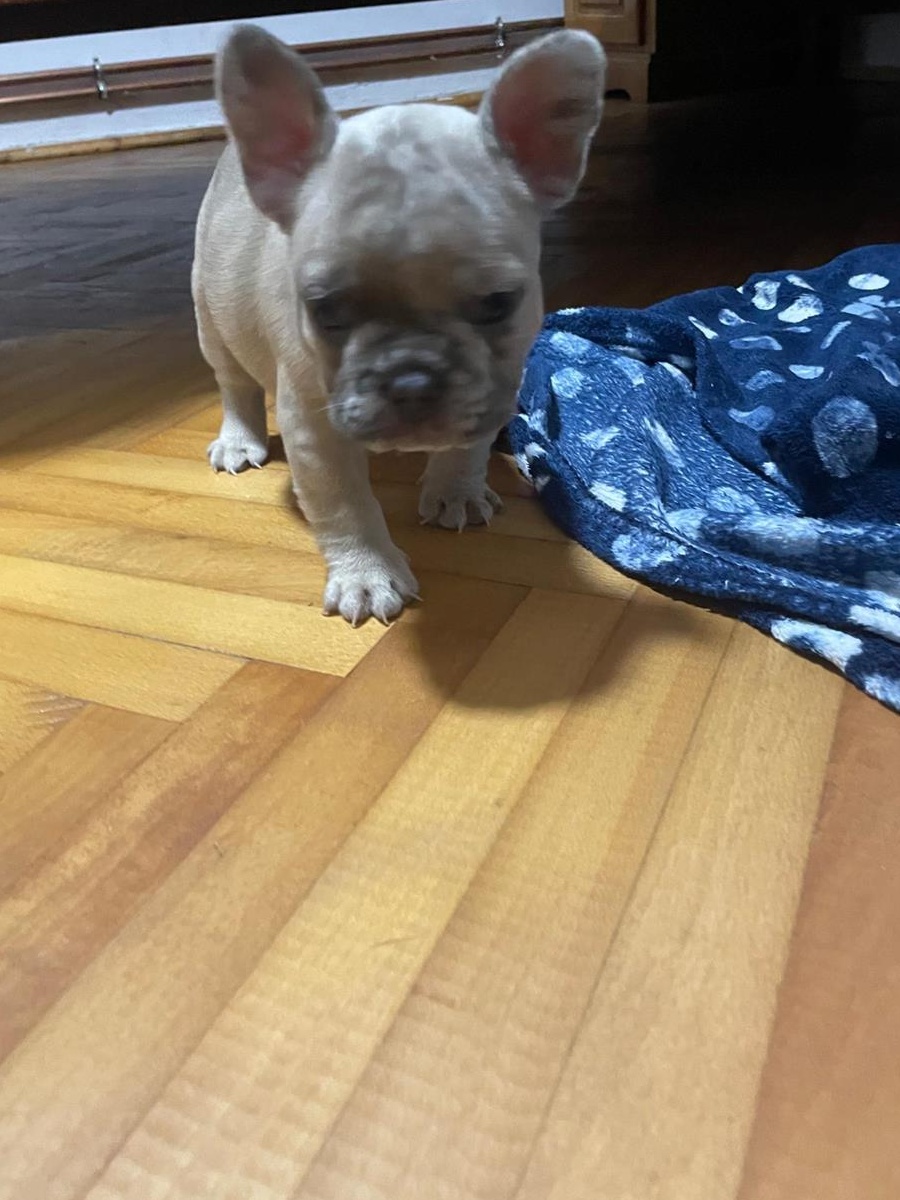 Pui Bulldog Francez