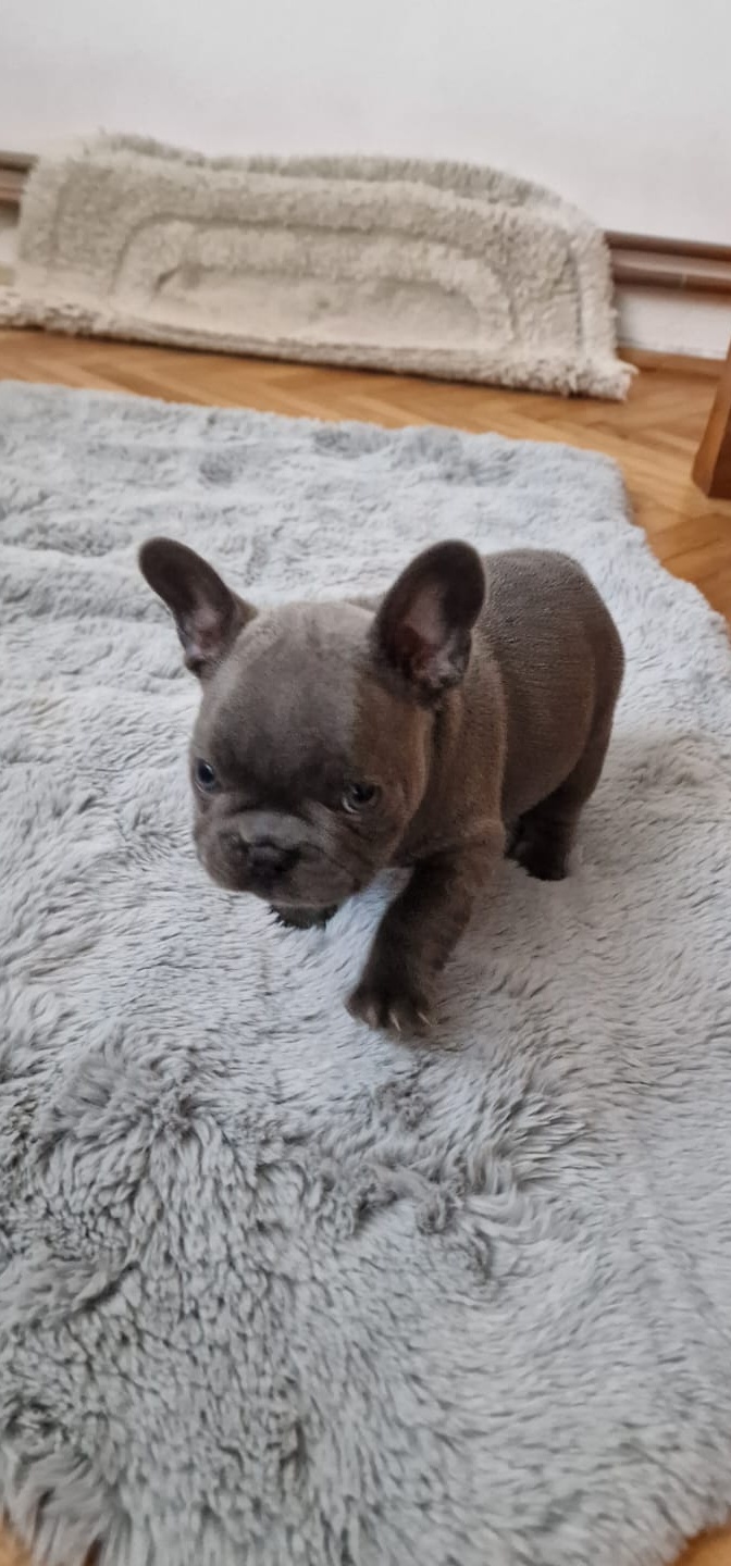Pui Bulldog Francez