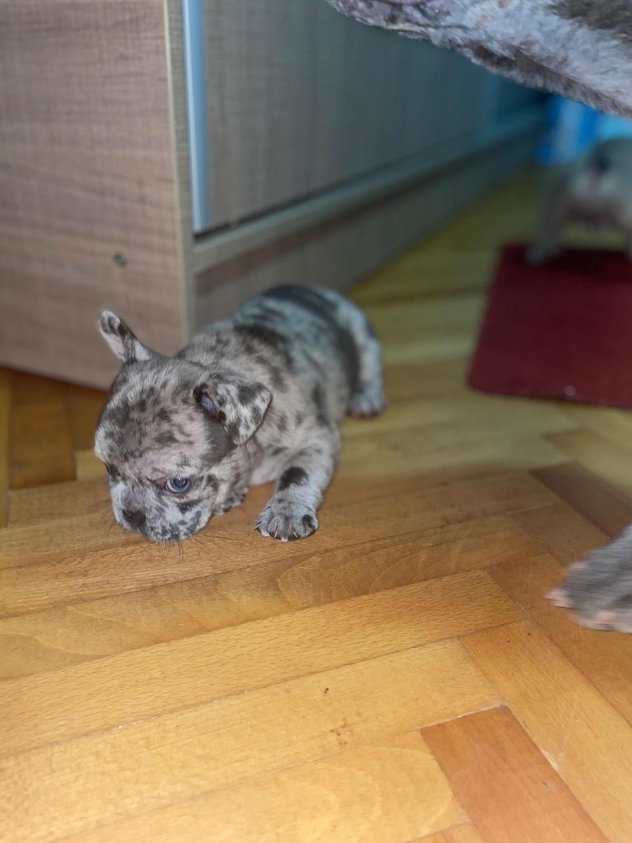 Pui Bulldog Francez