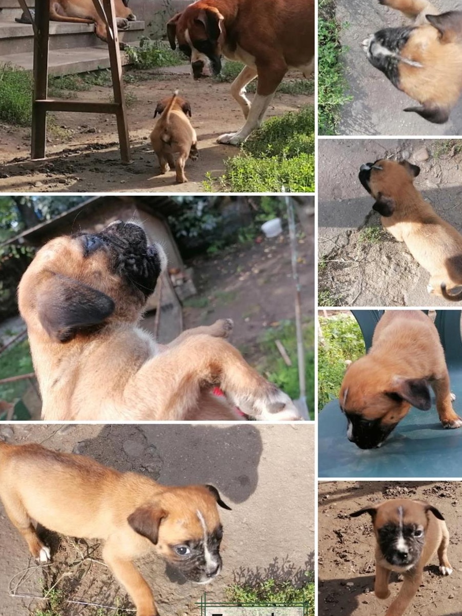 Pui caine boxer (fatati 15 iulie)