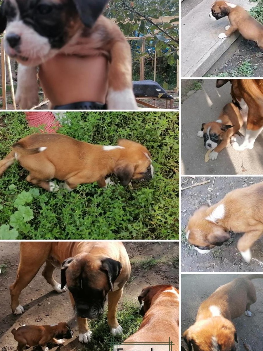 Pui caine boxer (fatati 15 iulie)