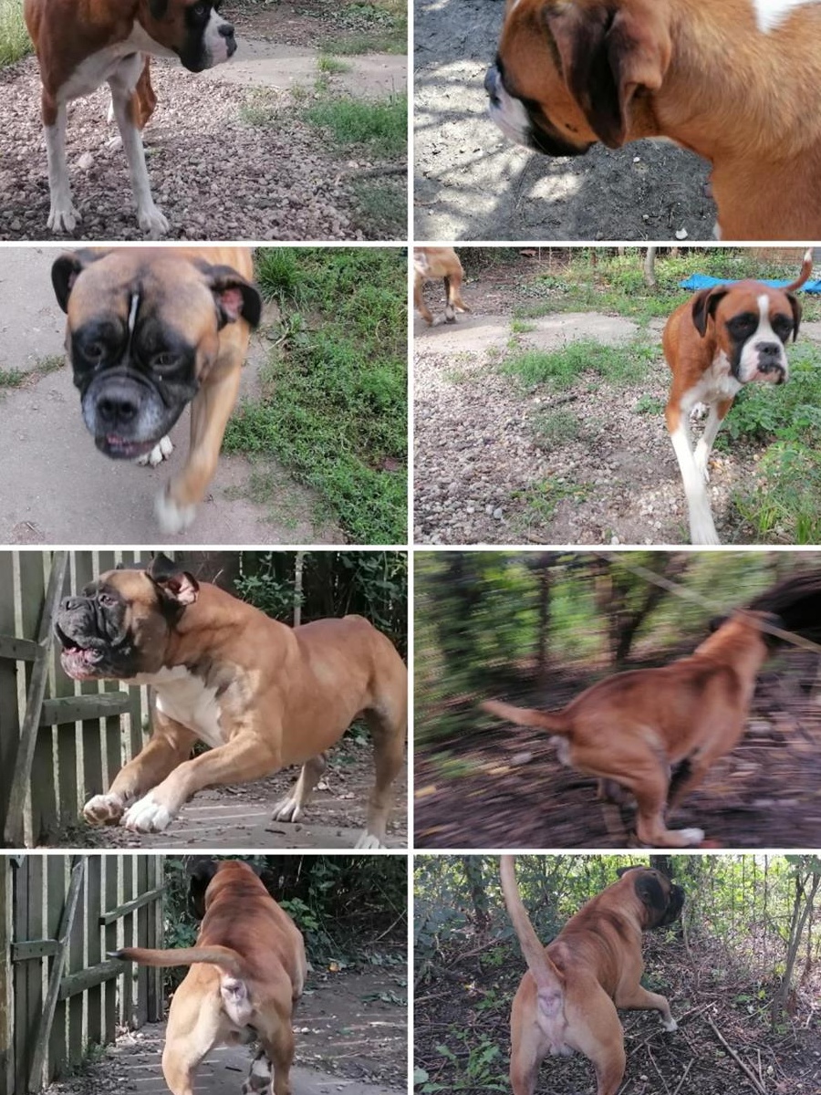 Pui caine boxer (fatati 15 iulie)