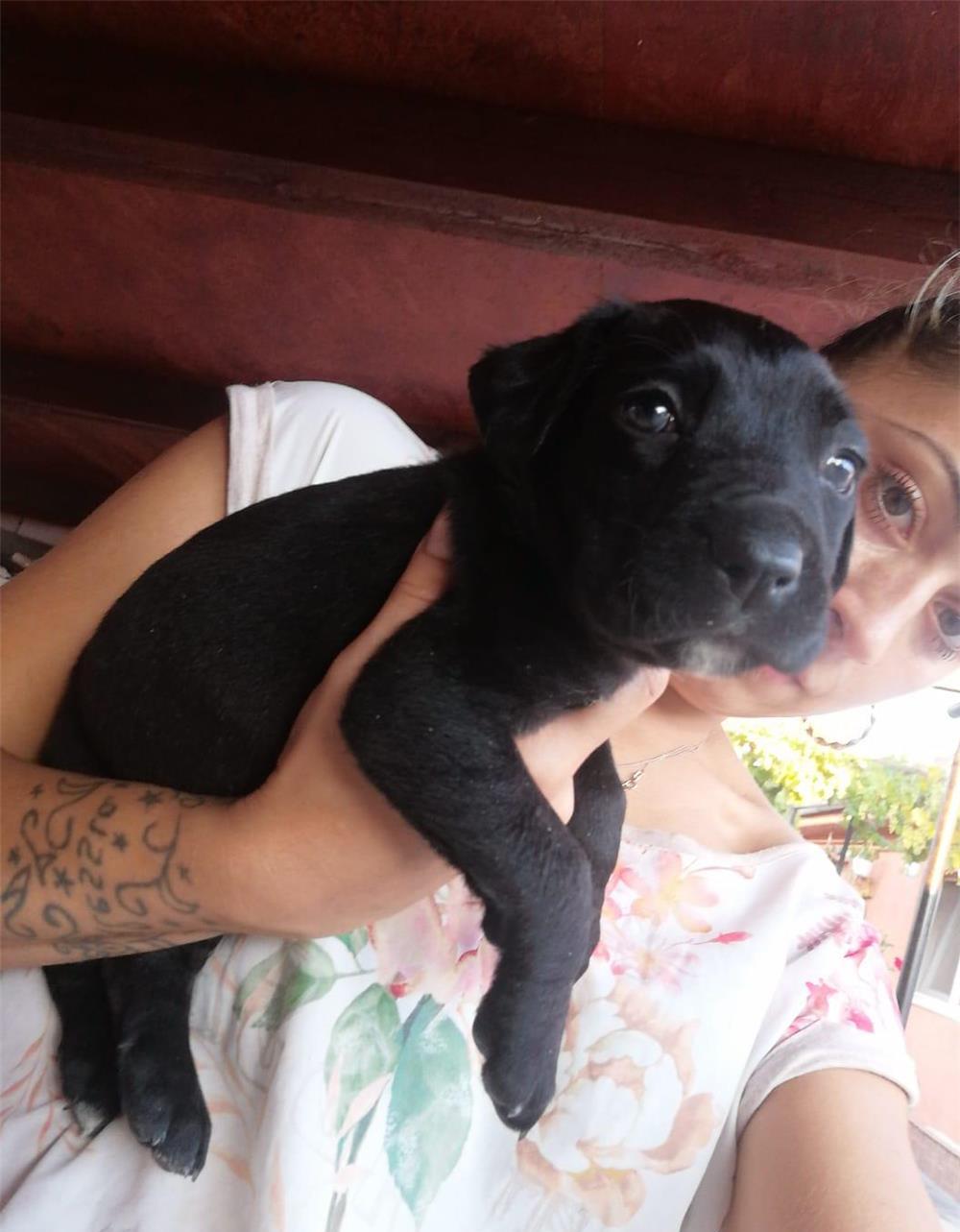Pui cane corso