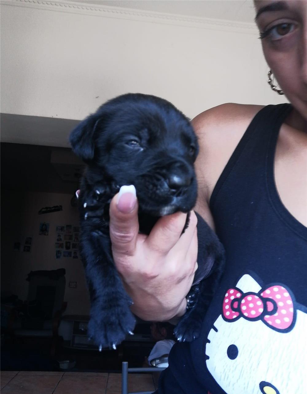 Pui cane corso
