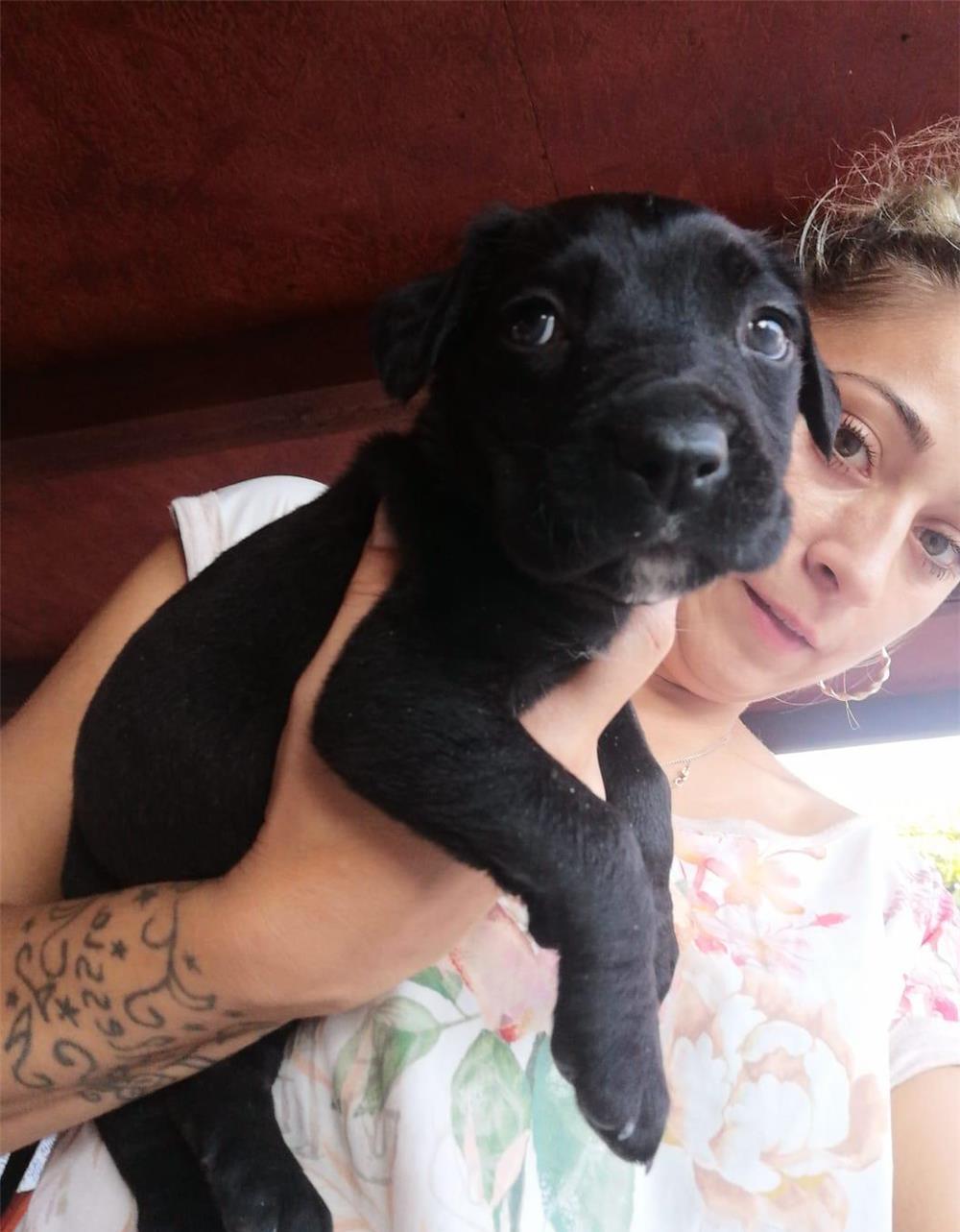 Pui cane corso