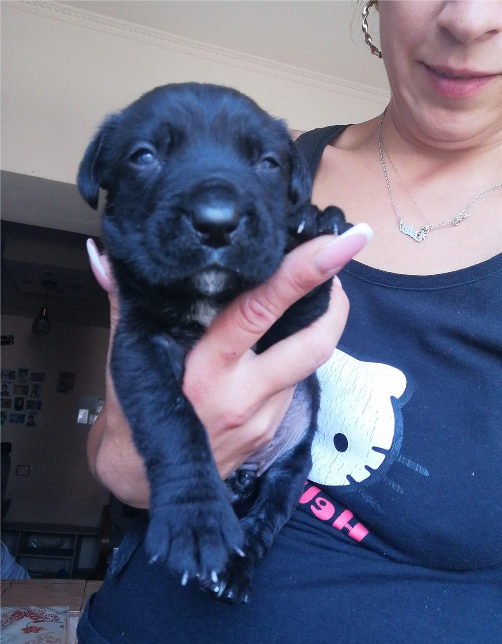 Pui cane corso