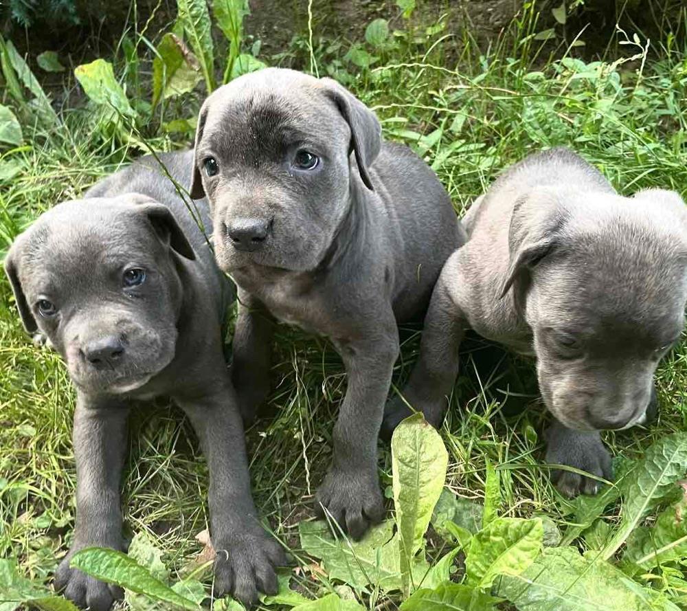 Pui Cane Corso-rasa pura