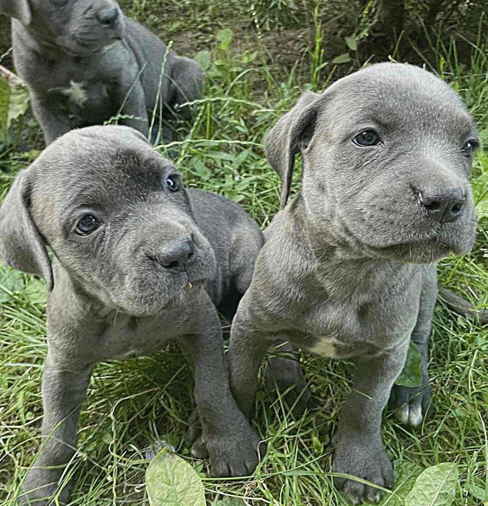 Pui Cane Corso-rasa pura