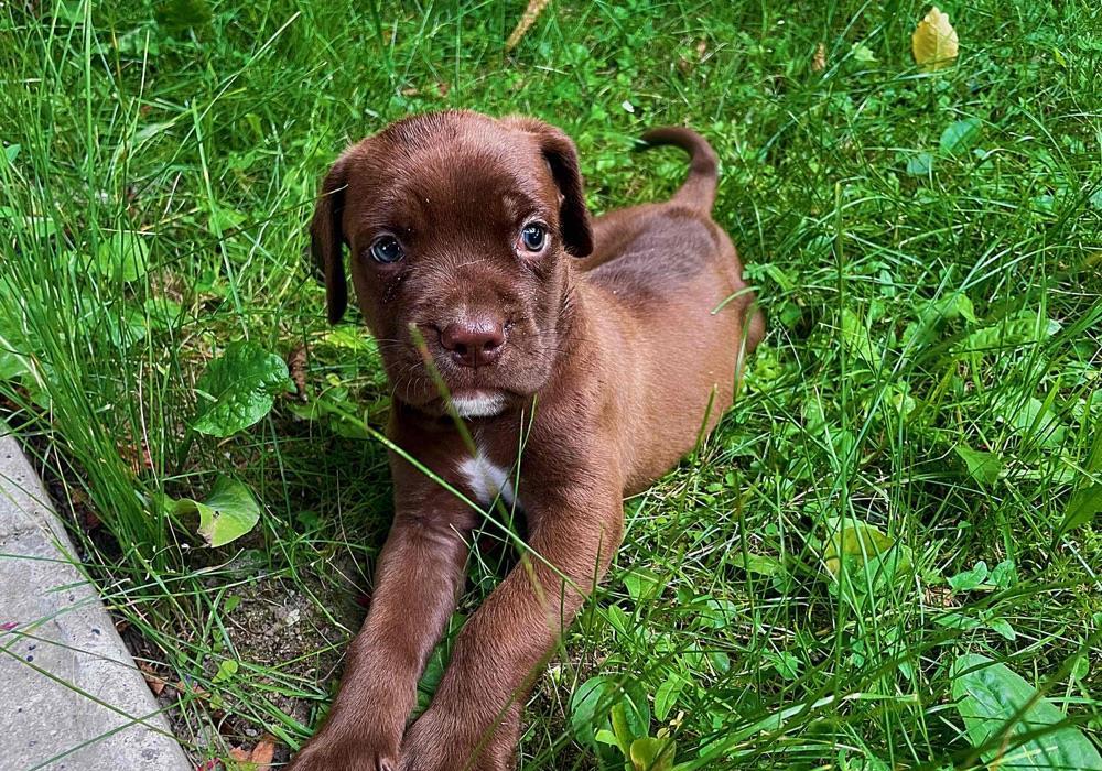 Pui Cane Corso-rasa pura