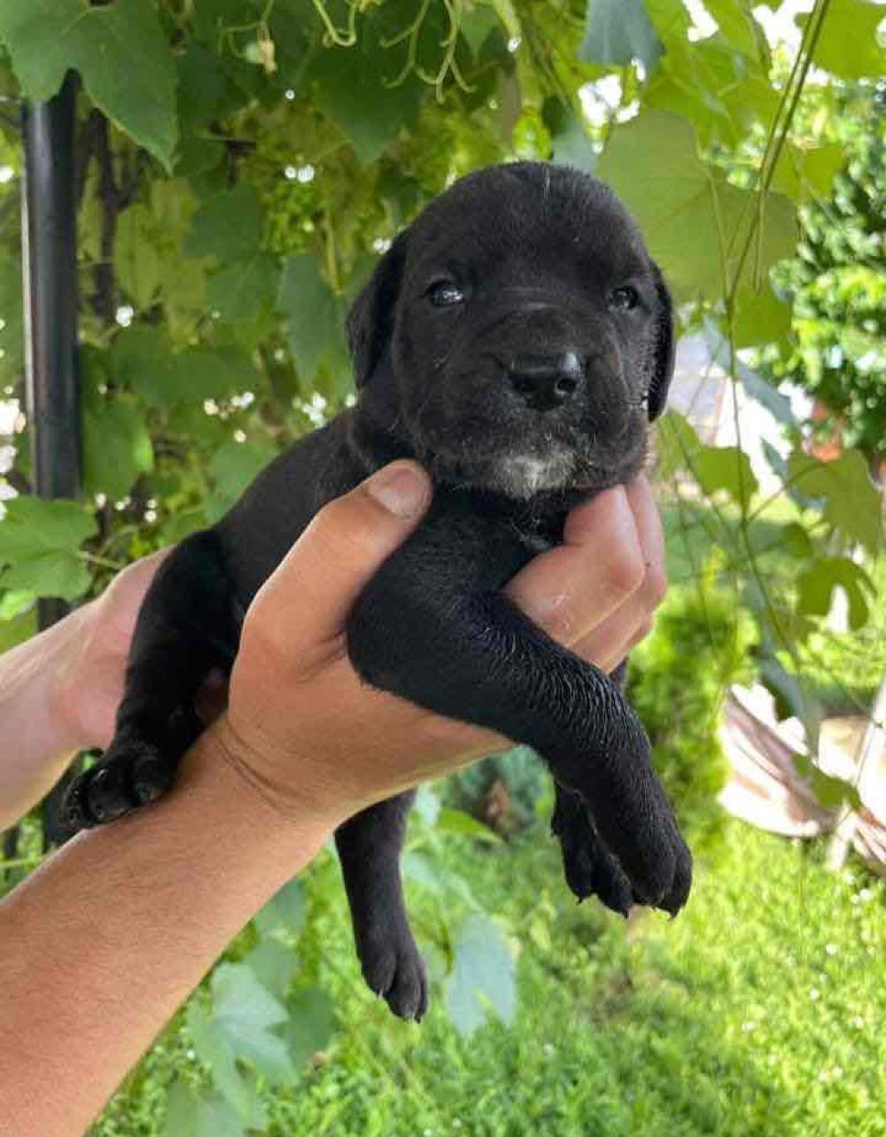 Pui Cane Corso-rasa pura