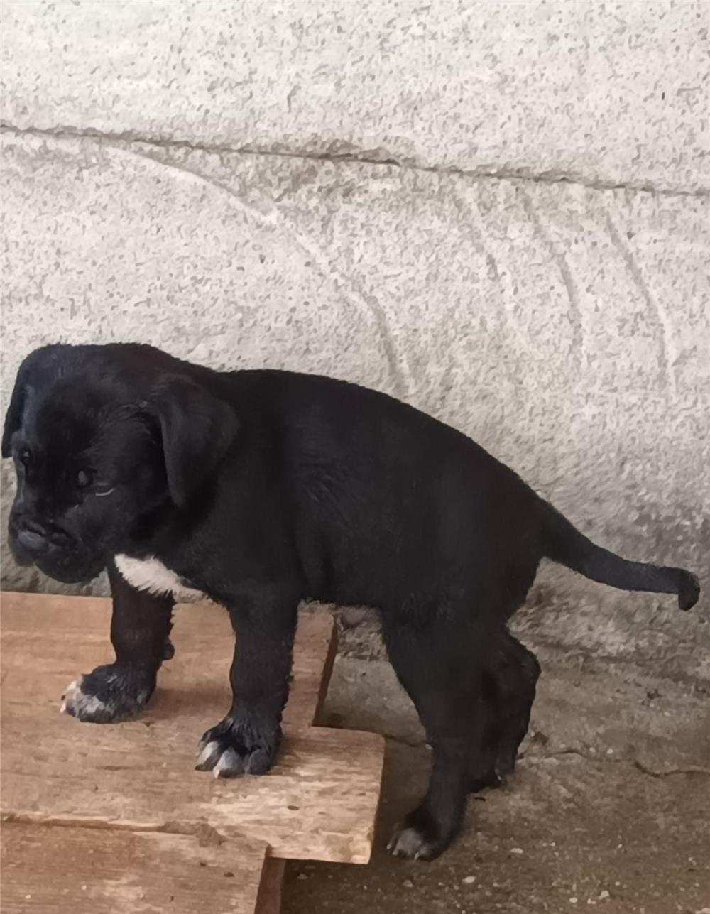 Pui Cane Corso SUPERBI