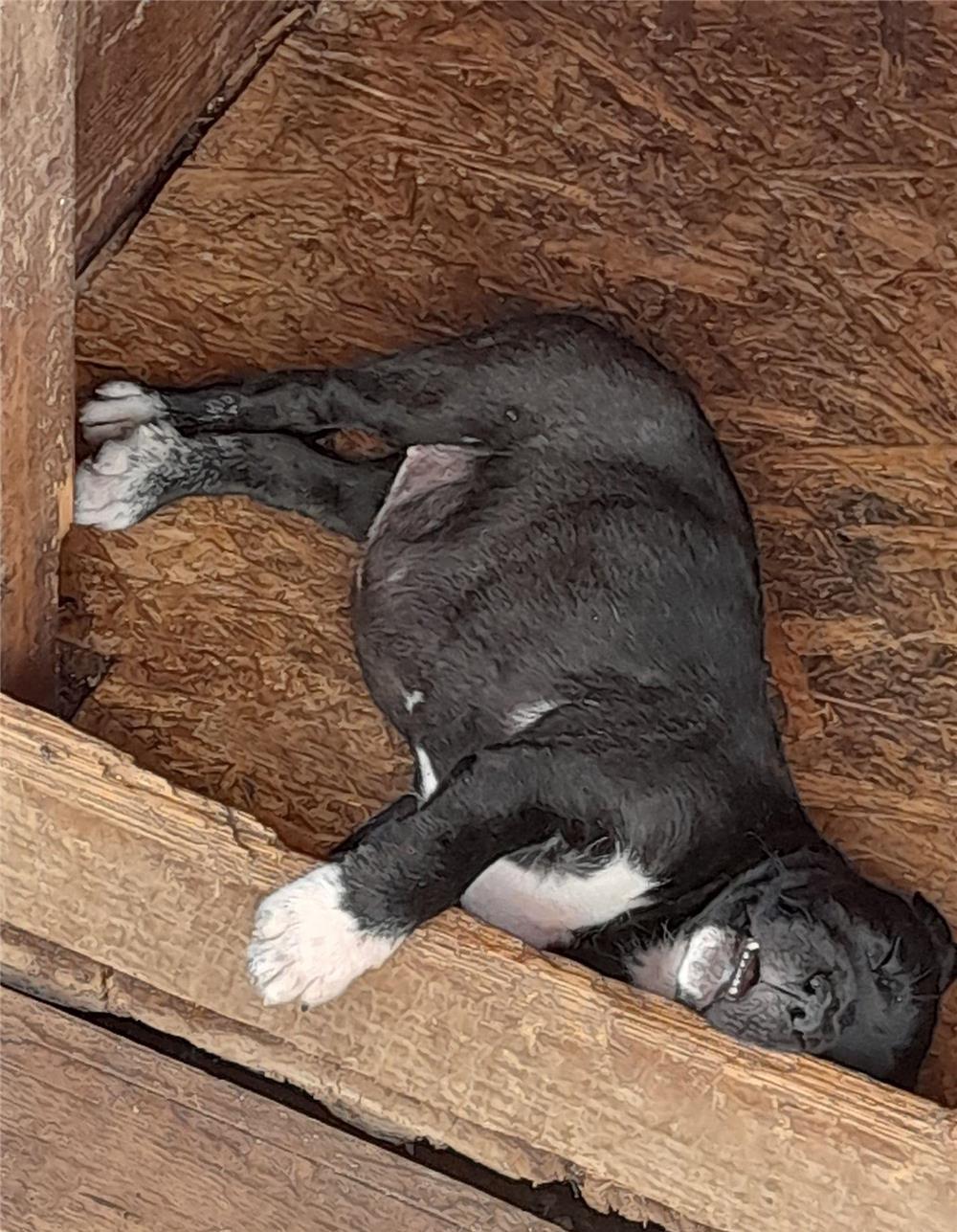 Pui Cane Corso SUPERBI