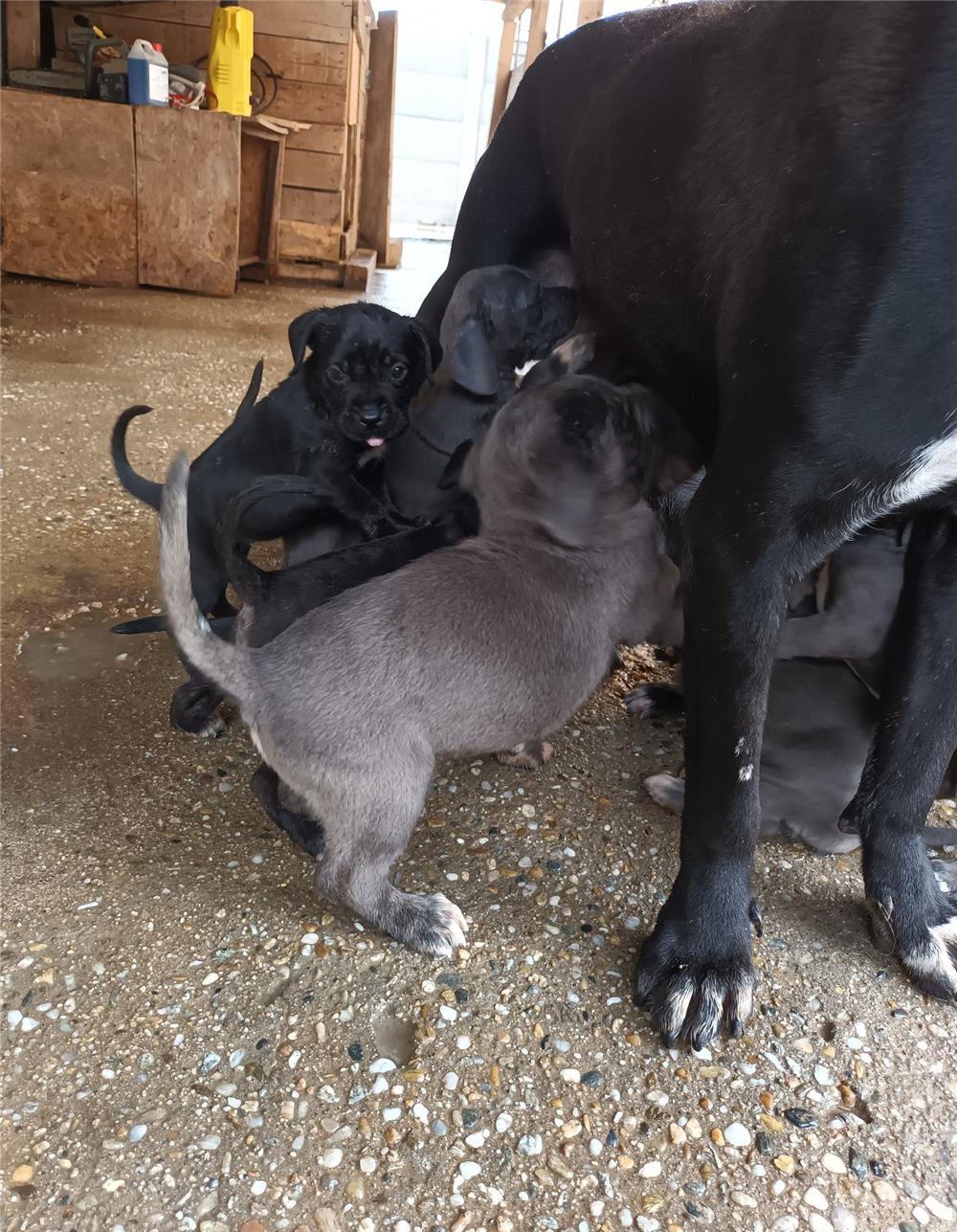 Pui Cane Corso SUPERBI