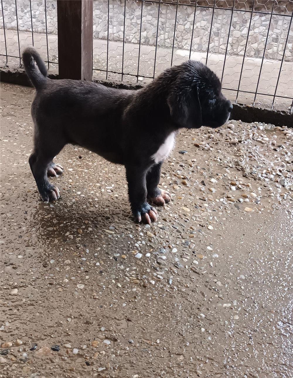 Pui Cane Corso SUPERBI
