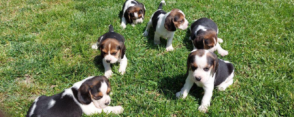 Pui catei Beagle