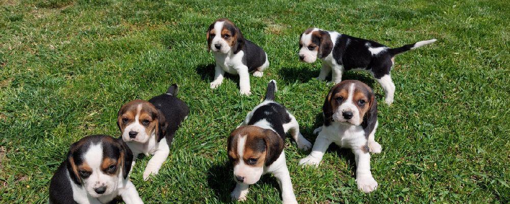 Pui catei Beagle