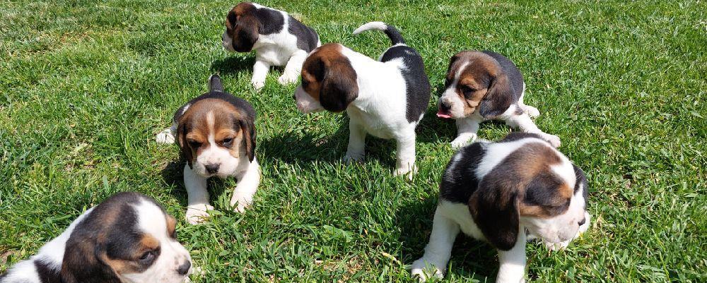 Pui catei Beagle