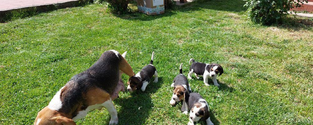 Pui catei Beagle