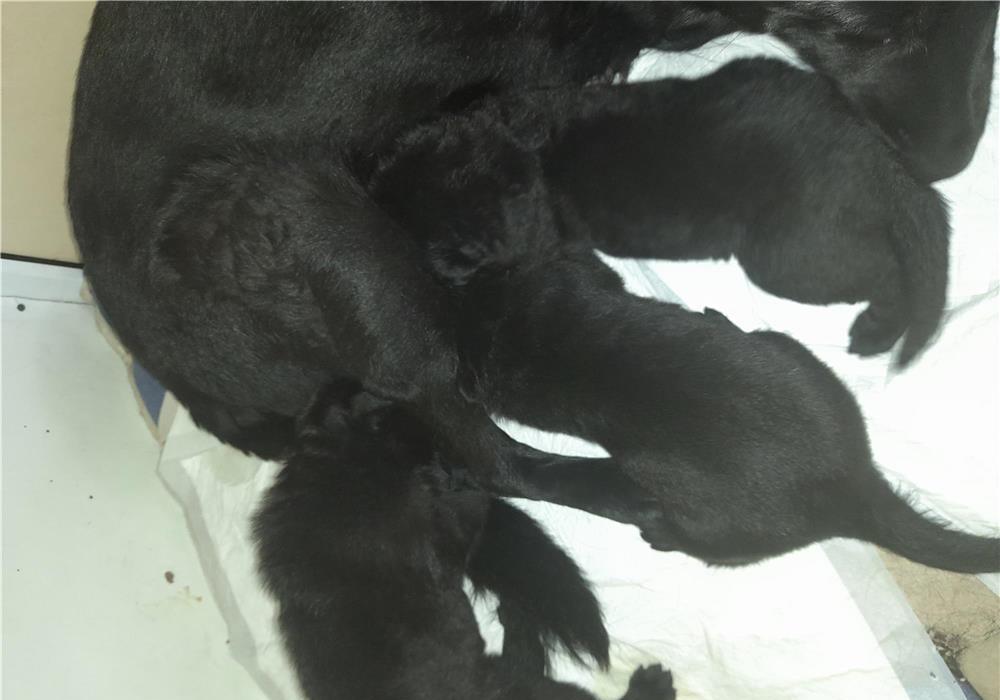 Pui catel câine lup Alsacian negru complect rasa pura