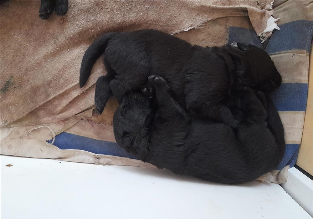 Pui catel câine lup Alsacian negru complect rasa pura