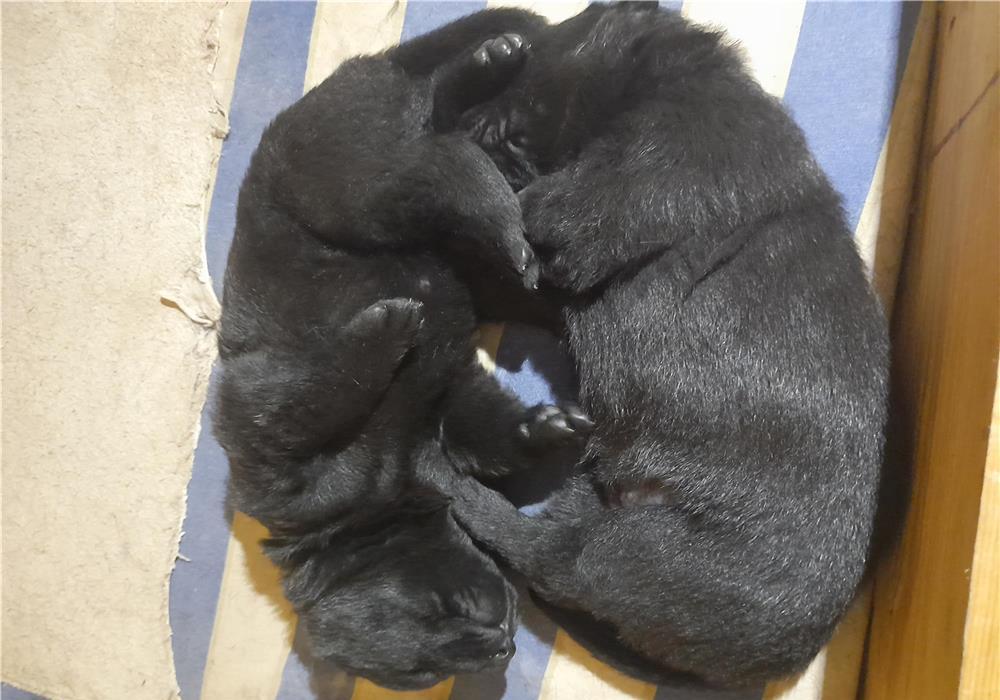 Pui catel câine lup Alsacian negru complect rasa pura